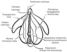 Клитор — единственный орган, дающий оргазм?