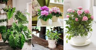 10 Houseplants That Love Coffee Coffee Grounds For Plant Growth