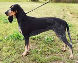 Image result for jurský honič