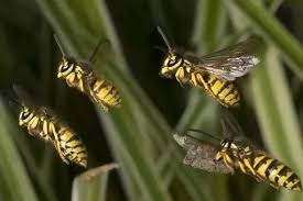 This will coat the wasp wings and makes it hard for them to fly. What S The Best Way To Get Rid Of A Wasp Nest Quora