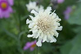Image result for Cephalaria pungens
