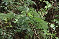 Image result for Newtonia buchananii