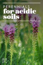 12 Kinds Of Problem Solving Perennials For Tough Gardens Grow Gorgeous Acidic Soil Shade Shrubs