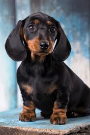 Purebred Dachshund Puppy Daschund Puppies Dachshund Pets Dachshund Lovers