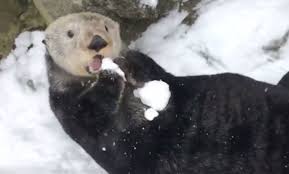 Walter first came to the aquarium in 2013, after he was found injured on a tofino coastline. Watch Sea Otters At Vancouver Aquarium Make Snowballs Video Lmp Lower Mainland Papers