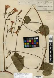 Image result for Ipomoea intrapilosa