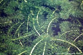Follow up to our first video showing more results of our homemade weed removal tool. Species Profile Hydrilla