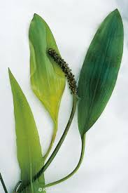 Image result for Potamogeton nodosus