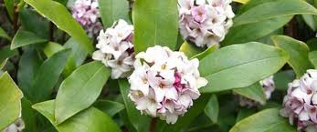 Check spelling or type a new query. Deer Resistant Shrubs Horticulture