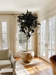 Image result for Ficus