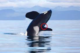 We did not find results for: 5 Weird Whale Facts You Didn T Know Blog White Rock Sea Tours