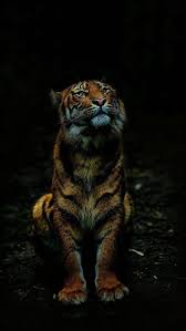 Animal Wallpapers Iphone Wallpapers Tiger Pictures Animals Beautiful Animals