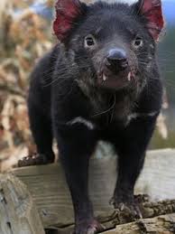 Características del demonio de tasmania. El Demonio De Tasmania Podria Tener La Clave De La Regresion De Tumores