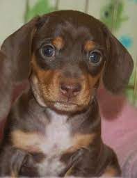 Short hair black and tan, and short hair black and tan brindle. Miniature Short Haired Chocolate And Tan Dachshund Puppy My Dream Dog 3 Dachshund Puppies For Sale Dachshund Puppy Dachshund Puppy Miniature