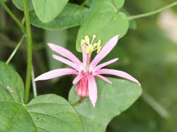 Image result for Passiflora sanguinolenta