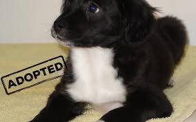 Known for its sassy and mischievous nature, the jackrussillon makes for a very active and playful pet. Cora Papillon Terrier Mix Appr 10 2016 Pointer Freunde E V
