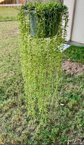 Image result for Senecio aetfatensis