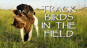 Train Your Puppy To Track Birds In The Field Upland Bird Dog Training Youtube