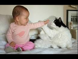 Lustige Katzen Treffen Babys Zum Ersten Mal Katzen Spielen Mit Babys Youtube