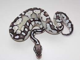Axanthic Lesser Pastel Snake Keeper Line Morph List World Of Ball Pythons Ball Python Morphs Cute Snake Python Snake