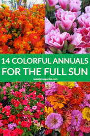 Take note during the summer of flowers that do well in your area in other yards and businesses, start there. Colorful Summer Annuals For The Full Sun Joy Us Garden