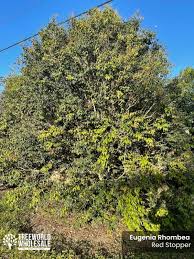 Image result for Eugenia aschersoniana