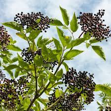 York Elderberry - Elderberry Plants - Stark Bros
