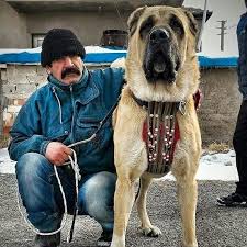 Kangal Karabas Kangal Kopegi Akbas