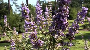 Image result for Vitex sp. A