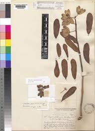 Image result for Glossostelma