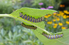 Easiest Method On How To Grow Milkweed From Seed Monarch Caterpillar Milkweed Monarch Butterfly