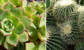 Toutes les plantes grasses (de rocaille, de jardinière, de pleine terre) que vous allez découvrir sur cette page sont en double. Plante Grasse A Fleurs La Liste Des 30 Plus Belles Varietes