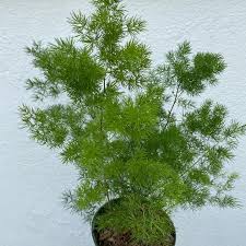 Image result for Asparagus macowanii