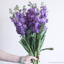 Check spelling or type a new query. Purple Stock Flower Bulk Fresh Diy Wedding Flowers Flower Moxie