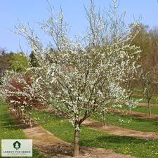Image result for prunus domestica renkloda althana