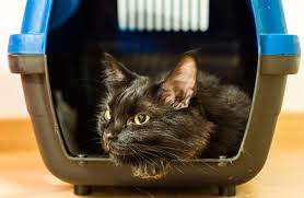 Urinary tract infection or uti: Does My Cat Have A Uti Zoetis Petcare