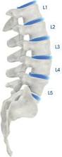 Image result for Lumbar vertebrae