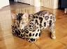 Bengal Cat Breed Profile | Petfinder
