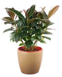 Types Of Rubber Plants Care Of Elastica Robusta Decora Burgundy
