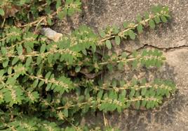 Image result for Euphorbia thymifolia