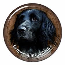 Image result for Velký münsterlandský ohař