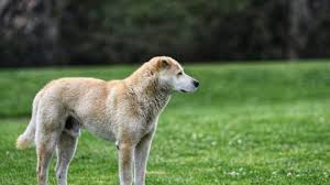 We did not find results for: Arti Mimpi Digigit Anjing Digigit Di Tangan Ada Pertanda Buruk Bagaimana Bila Digigit Di Leher Tribun Batam