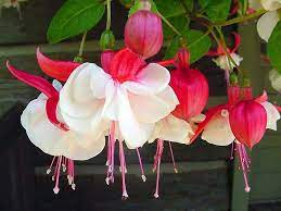 Redeemed Bleeding Hearts Pretty Flowers Flowers Fuchsia Flowers