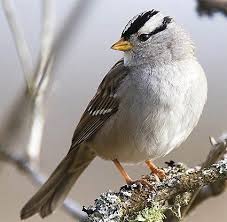 Backyard Birds Of Western Washington White Crowned Sparrow Backyard Birds Pet Birds Bird Species