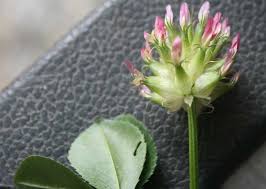 Image result for Trifolium spumosum