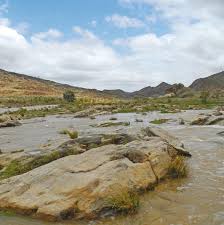 Image result for Pycreus fluminalis