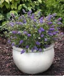 Shop our selection of plant & fruit seeds, plant bulbs & indoor house. Coveting A Zone 5 Plant The Butterfly Bush Pugster Garden Bite