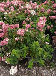 They have huge show stopping flowers emerging at the end of the summer, when most. Hydrangea Paniculata Mega Mindy Rispen Hortensie Mega Mindy