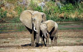 Mini support de téléphone éléphant mignon bébé. 1920x1200 Elephant Mother Baby Wallpaper Photographie D Elephant Bebes Animaux Elephant Africain