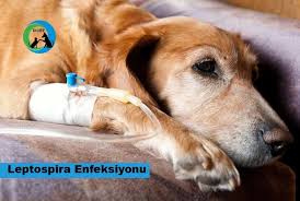 Kopeklerde Uyuz Hastaligi Ve Tedavisi Dost Dernegi